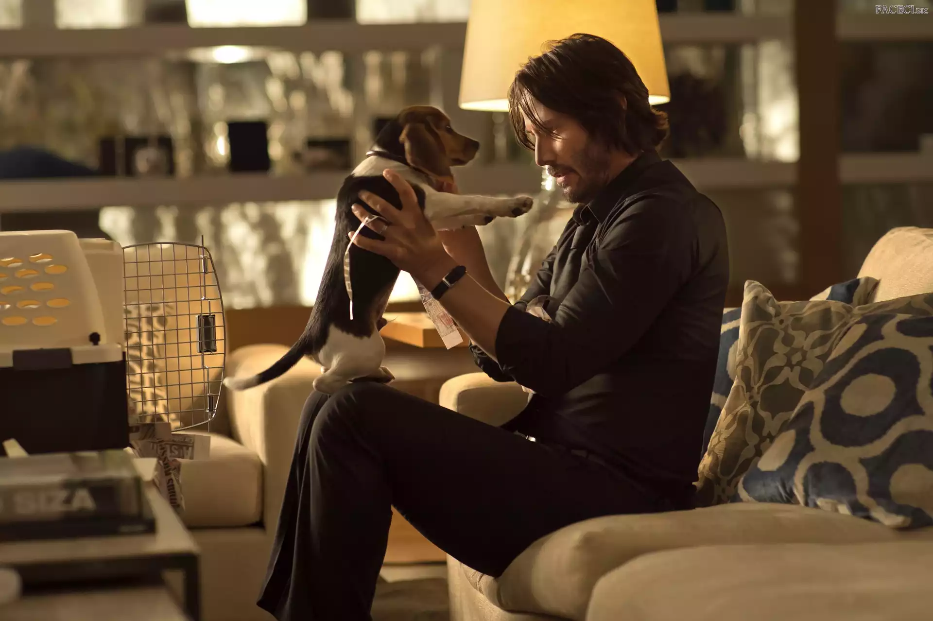 Aktor, Film, Szczeniak, Pies, John Wick, Keanu Reeves