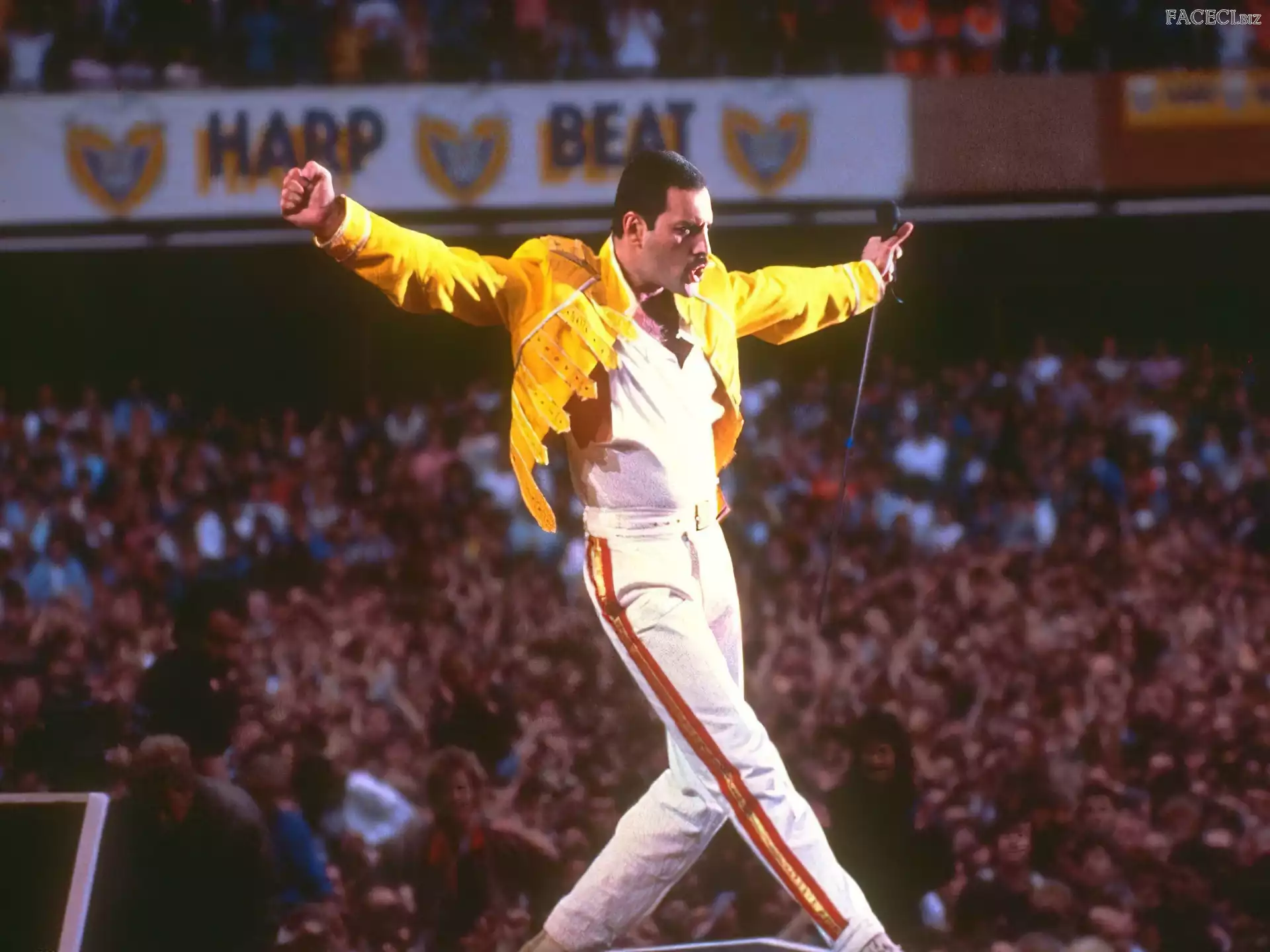 Kurtka, Freddie Mercury, Żółta