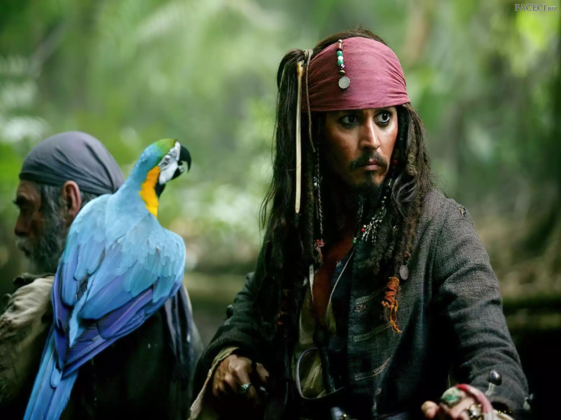 papuga, piraci_z_karaibow_2, Johnny Depp