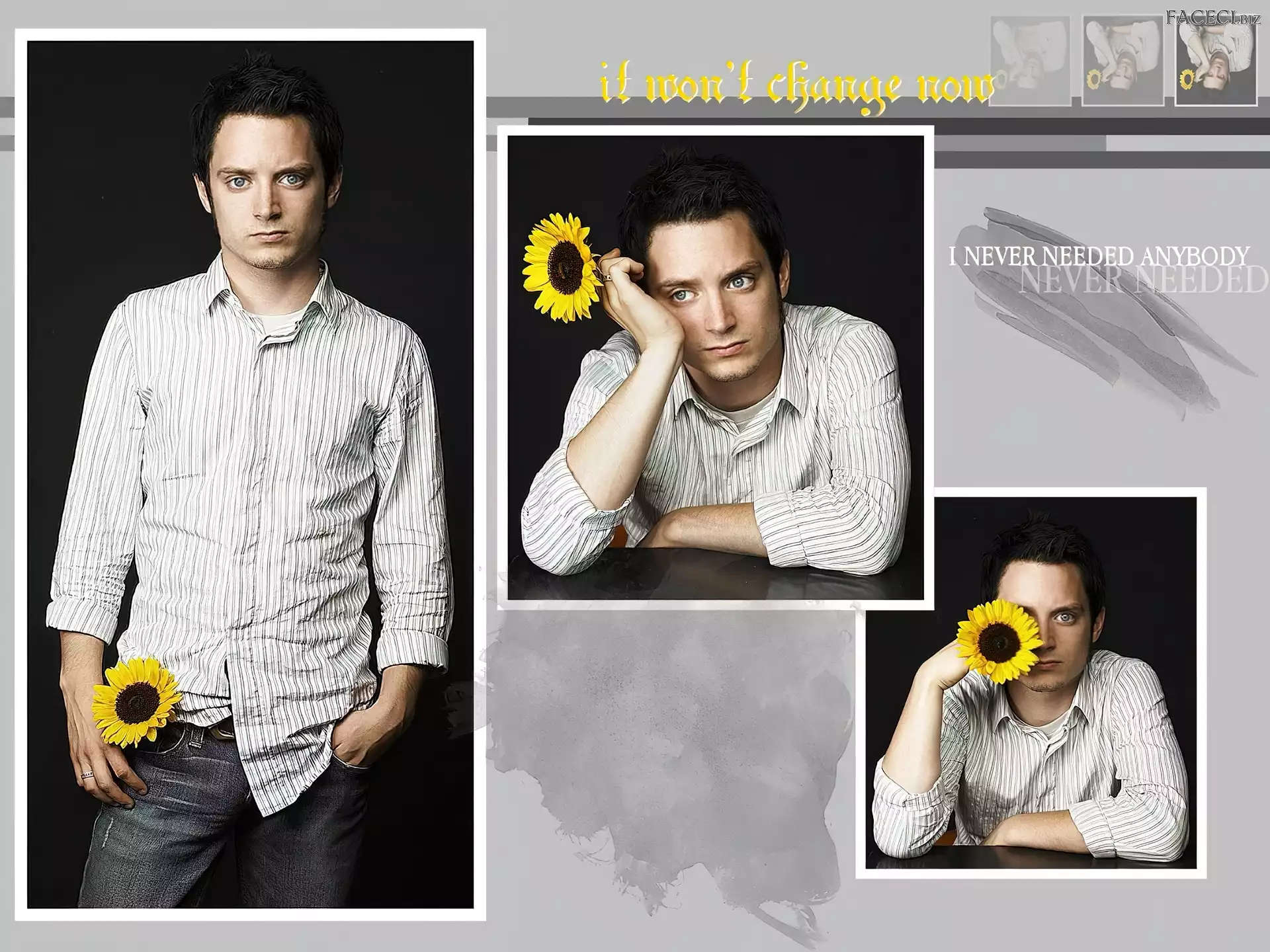 słonecznik, Elijah Wood, koszula