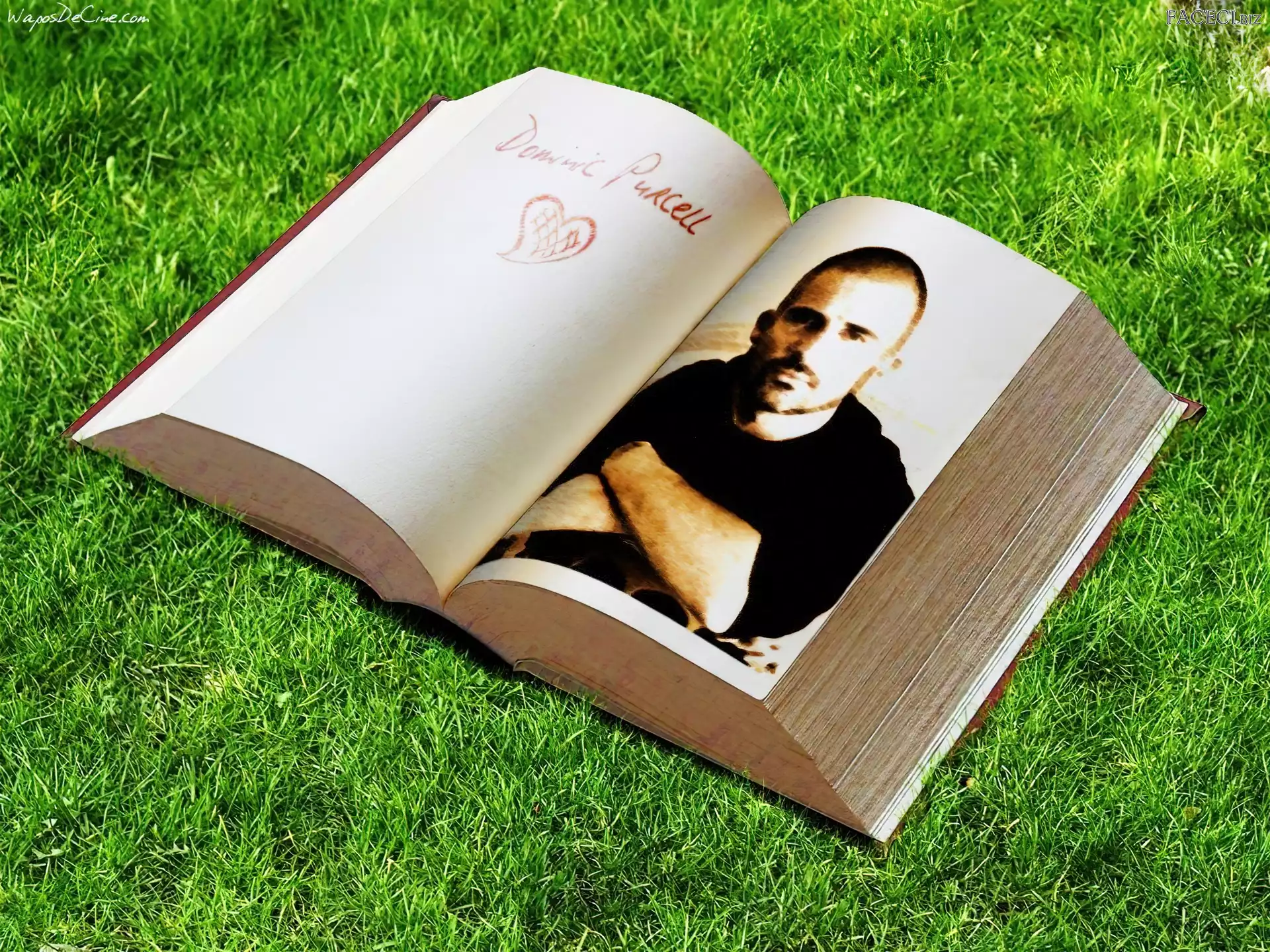 trawa, Dominic Purcell, książka