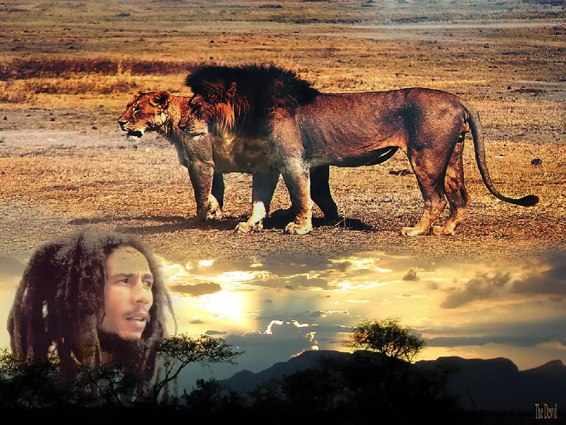 Tygrys, Bob Marley, Lew